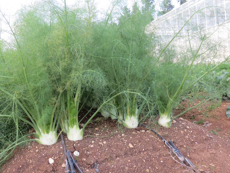 21a81338-7fb7-4c8a-bd1e-c77898b26e74-Web - Small-Fennel - Magal .jpg