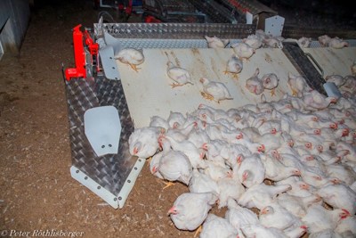 Pouletverlademaschine für Mastpoulets