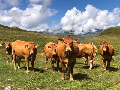 Gesucht: Mutterkühe, Schafe & Ziegen aus Graubünden