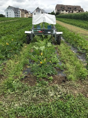 Erntemobil Spargel und Zucchetti