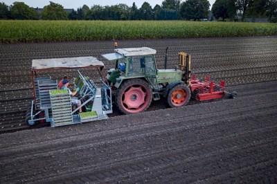 Gemüse Bändersetzmaschine Van den Beucken